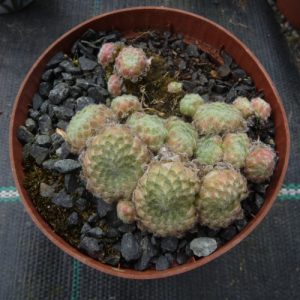 ciliosum "Ali Boutsch"