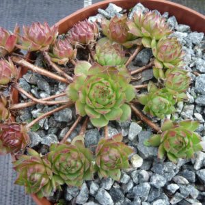 Havendijks Millenium