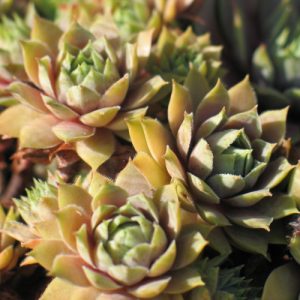 Lavender an old lace