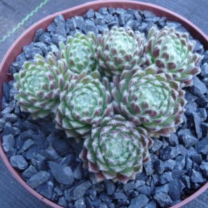 Lee Claire´s Hybrid No 3