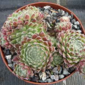 Lee Claire´s Hybrid No 4