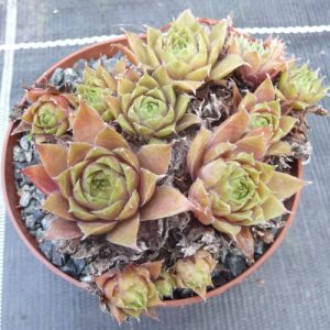 Pacific Green Sleeves