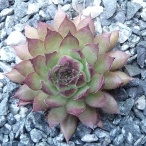 Pacific Phoenix Fire