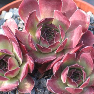 Pacific Purple Shadows