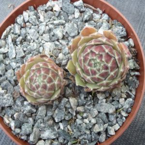 Pacific Spring Frost