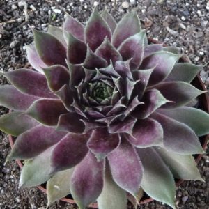 Pfälzer Herbstimpression