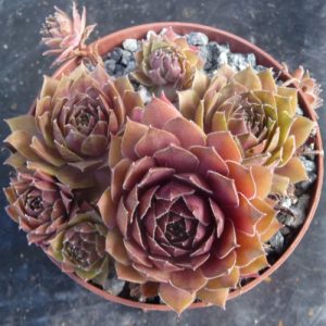 Skrocki´s Purple Rose