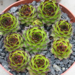 boutignyanum from Roc