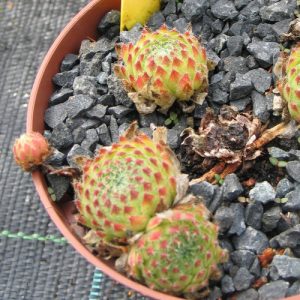 ciliosum ex banderica