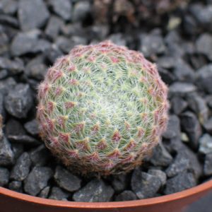 ciliosum ex ciliosum