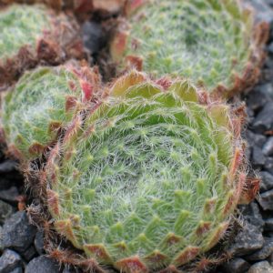 ciliosum ex gallicicum orid