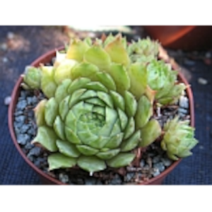 metallicum giganteum