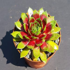 Sempervivum