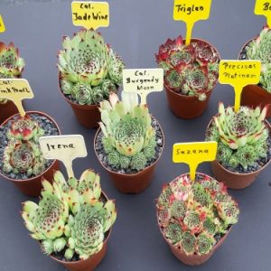 calcareum - Sorten
