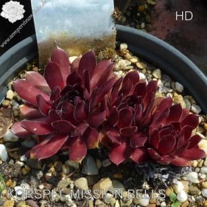 Korspel Missions Bells