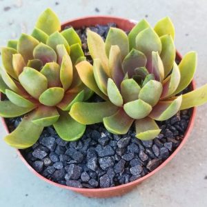 Blue Rockoon