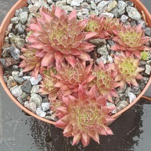 Pink Grapefruit