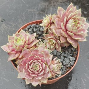 Pink Puff