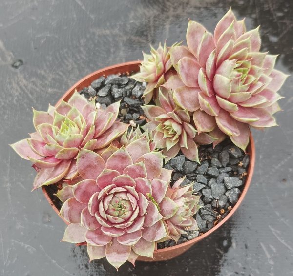 Pink Puff