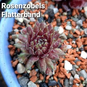 Rosenzobels Flatterband