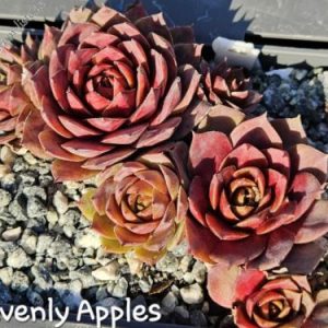 Heavenly Apples