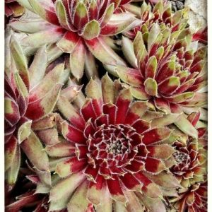 Rosenzobels Flatterband